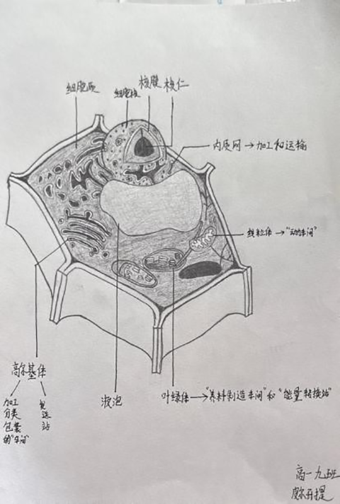 细胞模型官微宣传_图片26.png