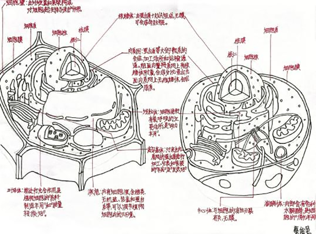 细胞模型官微宣传_图片20.png