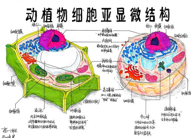 细胞模型官微宣传_图片12.png