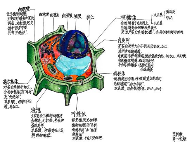细胞模型官微宣传_图片17.png