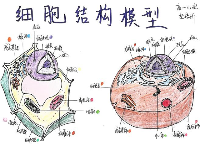 细胞模型官微宣传_图片18.png