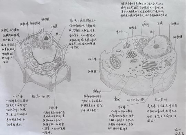 细胞模型官微宣传_图片22.png