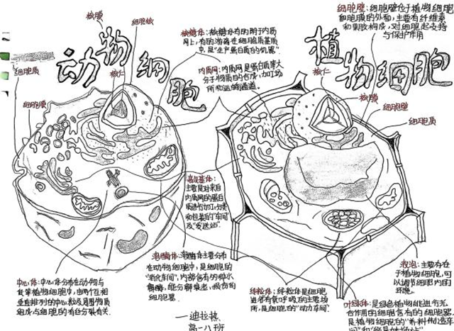 细胞模型官微宣传_图片23.png