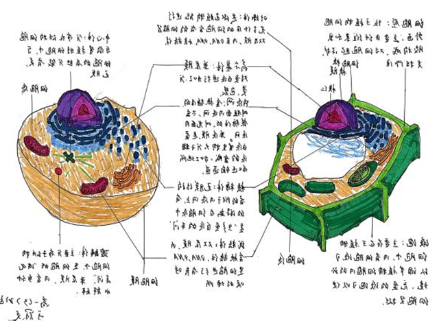 细胞模型官微宣传_图片14.png