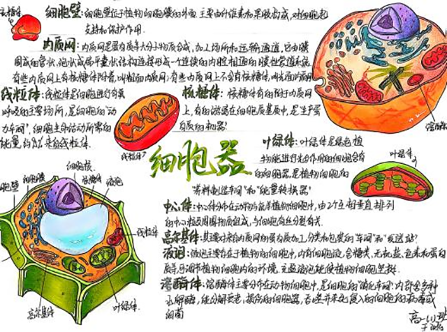 细胞模型官微宣传_图片19.png