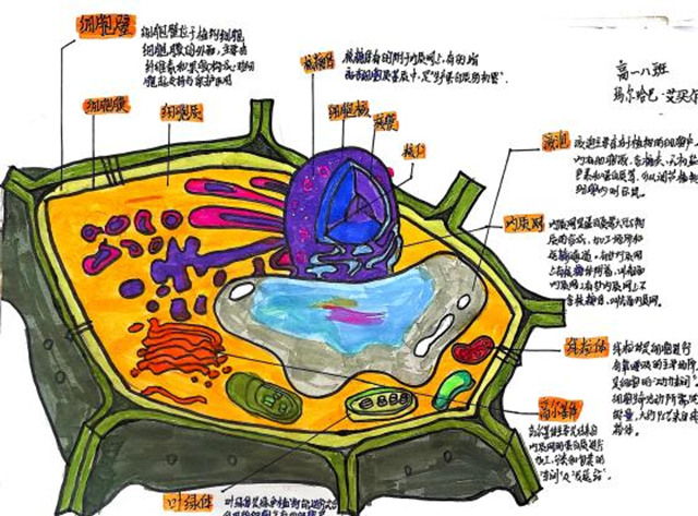 细胞模型官微宣传_图片16.png